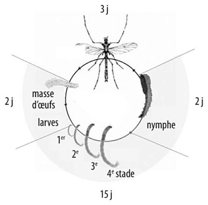 Cycle de vie des diptères Chironomidae